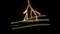 Axon terminal of Neuron