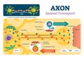 Axon vector illustration. Labeled diagram with explanation and structure.