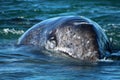 Ay whale calf during whale watching in Laguna San Ignacio Baja California, Mexico Royalty Free Stock Photo