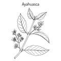 Ayahuasca Banisteriopsis caapi , medicinal plant Royalty Free Stock Photo