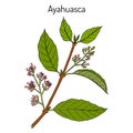 Ayahuasca Banisteriopsis caapi , medicinal plant Royalty Free Stock Photo