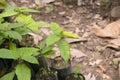 Ayahuasca plants in a region of the Peruvian jungle.