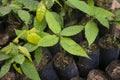 Ayahuasca plants in a region of the Peruvian jungle.