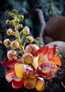 Ayahuma flower or cannonball tree