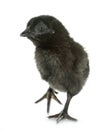 Ayam cemani chick Royalty Free Stock Photo