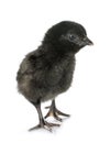 Ayam cemani chick Royalty Free Stock Photo