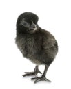 Ayam cemani chick Royalty Free Stock Photo