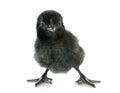 Ayam cemani chick