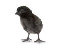 Ayam cemani chick Royalty Free Stock Photo