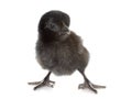 Ayam cemani chick Royalty Free Stock Photo