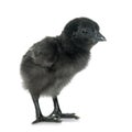 Ayam cemani chick Royalty Free Stock Photo