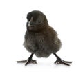 Ayam cemani chick Royalty Free Stock Photo