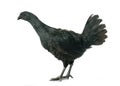 Ayam cemani chicken Royalty Free Stock Photo
