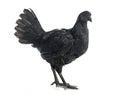 Ayam cemani chicken Royalty Free Stock Photo