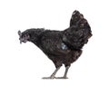 Ayam Cemani hen looking down, isolated