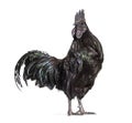 Ayam Cemani looking at the camera, isolated