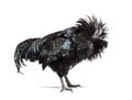 Ayam Cemani rooster ruffling its feathers, isolated