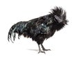 Ayam Cemani rooster ruffling its feathers, isolated Royalty Free Stock Photo