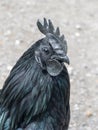 Ayam Cemani Cockerel