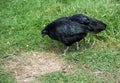 Ayam Cemani Chicken Hen