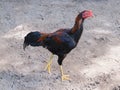 Ayam Kampung, Rooster Standing on The Ground