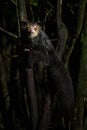 Aye-aye - Daubentonia madagascariensis