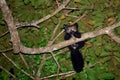 Aye-aye Daubentonia madagascariensis lemur Royalty Free Stock Photo