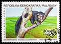Aye-aye (Daubentonia madagascariensis), Lemurs serie, circa 1983 Royalty Free Stock Photo