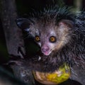 Aye-Aye Lemur Royalty Free Stock Photo