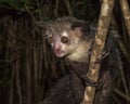 Aye-aye, nocturnal lemur of Madagascar Royalty Free Stock Photo