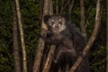 Aye-aye, nocturnal lemur of Madagascar Royalty Free Stock Photo
