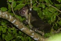 aye-aye (Daubentonia madagascariensis Royalty Free Stock Photo