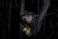 Aye-aye, Daubentonia madagascariensis, night animal in Madagascar. Aye-aye nocturnal lemur monkey in the nature habitat, coast