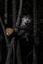 Aye-aye, Daubentonia madagascariensis, night animal in Madagascar. Aye-aye nocturnal lemur monkey in the nature habitat, coast Royalty Free Stock Photo