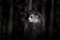 Aye-aye, Daubentonia madagascariensis, night animal in Madagascar. Aye-aye nocturnal lemur monkey in the nature habitat, coast Royalty Free Stock Photo