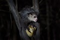 Aye-aye, Daubentonia madagascariensis, night animal in Madagascar. Aye-aye nocturnal lemur monkey in the nature habitat, coast Royalty Free Stock Photo