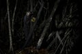 Aye-aye, Daubentonia madagascariensis, night animal in Madagascar. Rare endemic monkey lemur. Aye-aye nocturnal lemur monkey in Royalty Free Stock Photo