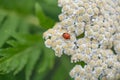 Rayed tansy, Tanacetum macrophyllum, close-up of flowers with ladybird Royalty Free Stock Photo