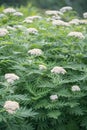 Rayed tansy, Tanacetum macrophyllum, flowering plant Royalty Free Stock Photo