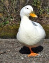 Aylesbury Duck Royalty Free Stock Photo