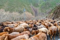 Ayni Anzob Pass Sheep Herd 15 Royalty Free Stock Photo