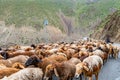 Ayni Anzob Pass Sheep Herd 16 Royalty Free Stock Photo