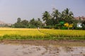 Pick thresher, in rice field, behind mud, Ayodhya, Karnataka, India