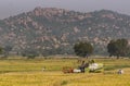 Claas pick thresher in rice field, Ayodhya, Karnataka, India