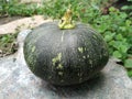 Ayote calabaza Royalty Free Stock Photo