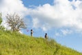 Ayoung boy walking on the mountain on clear spring or a summer day. They catch butterflies or insects with a butterfly net