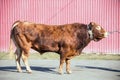 Ayrshire breed bull