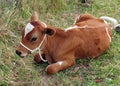 Ayrshire calf Royalty Free Stock Photo