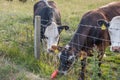 Ayrshire Cattle A Plastic Drinks Bottle in a Field in Troon Scot