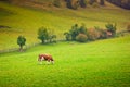 Ayrshire Cow Royalty Free Stock Photo